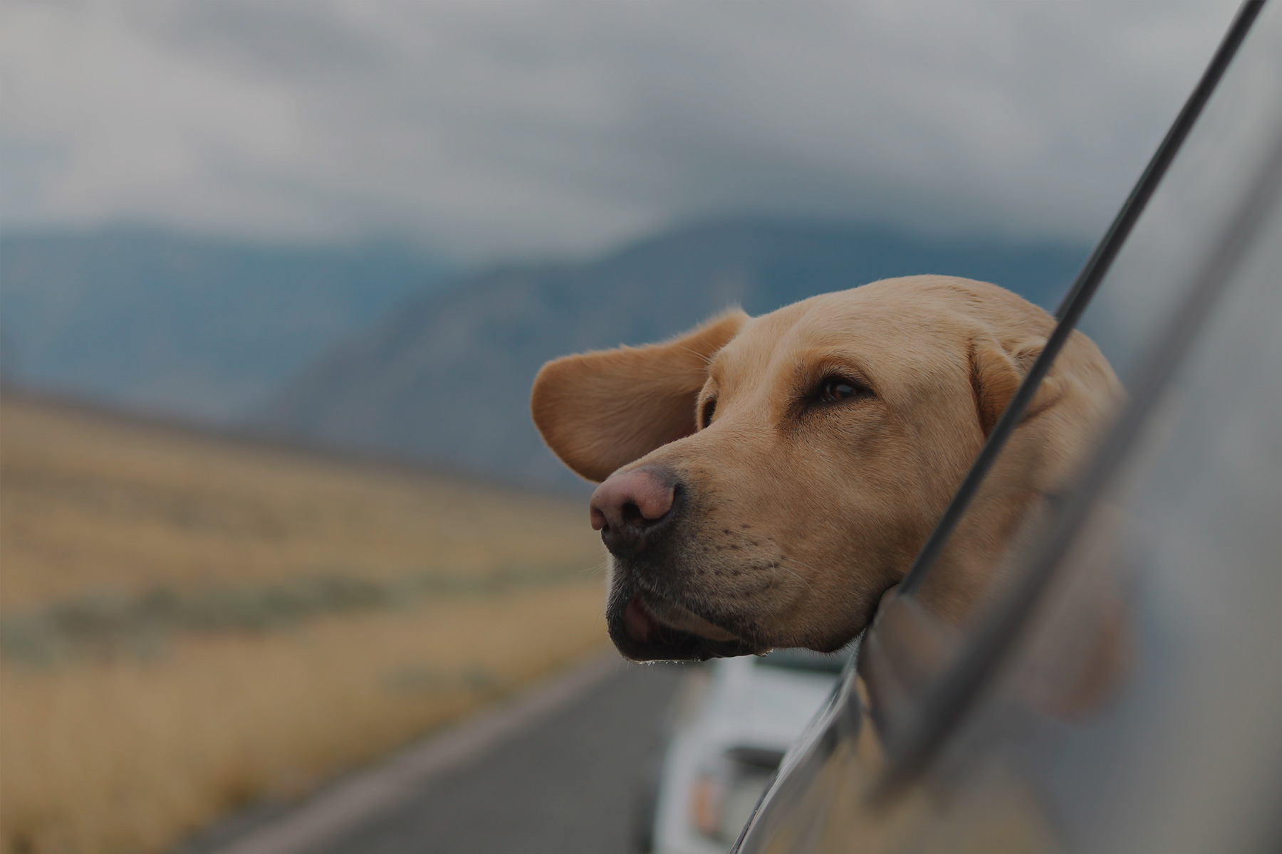 Cómo llevar a tu mascota correctamente en el coche